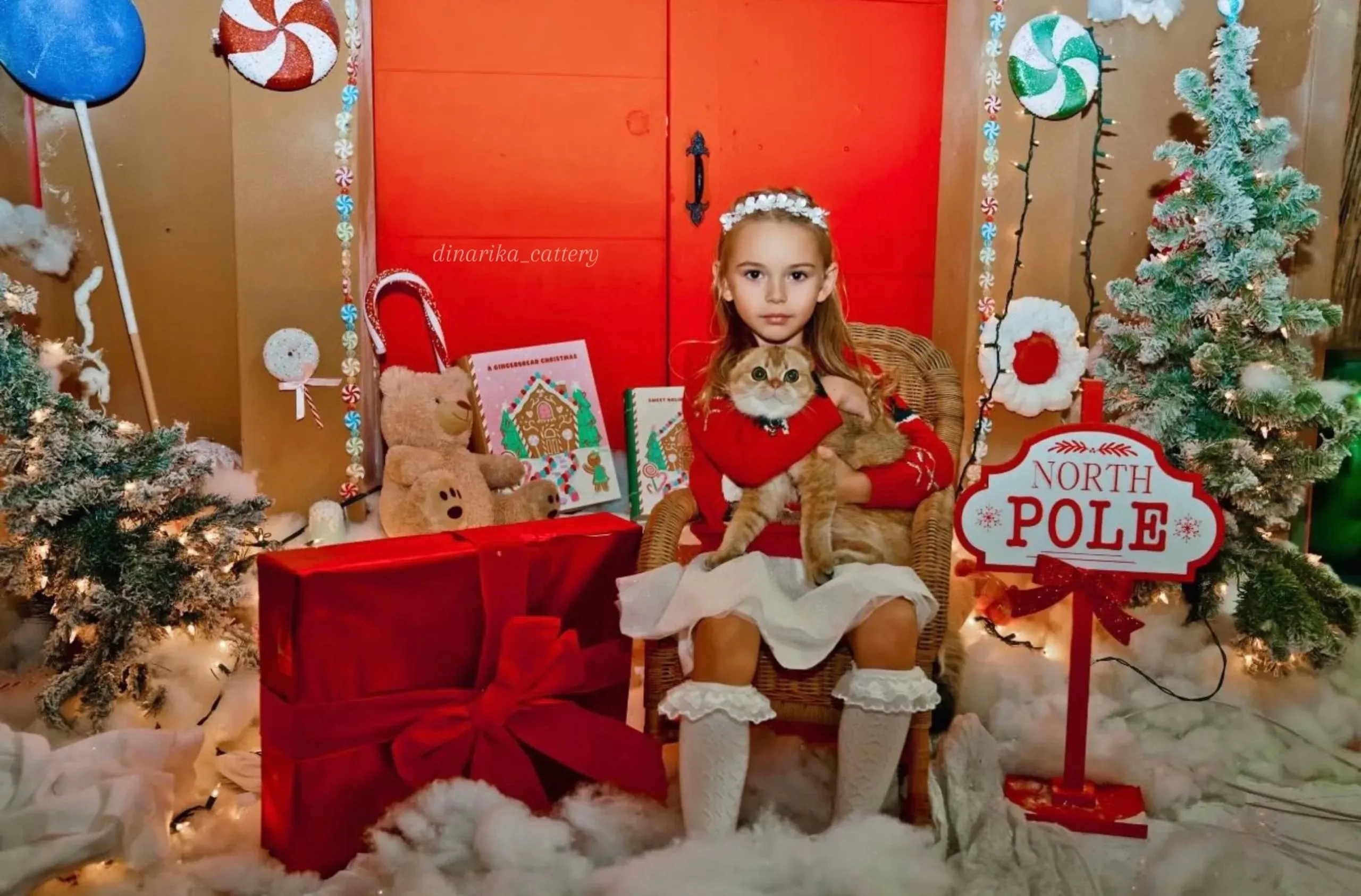 Новогодняя фотосессия с британским котенком | Питомник Екатеринбург