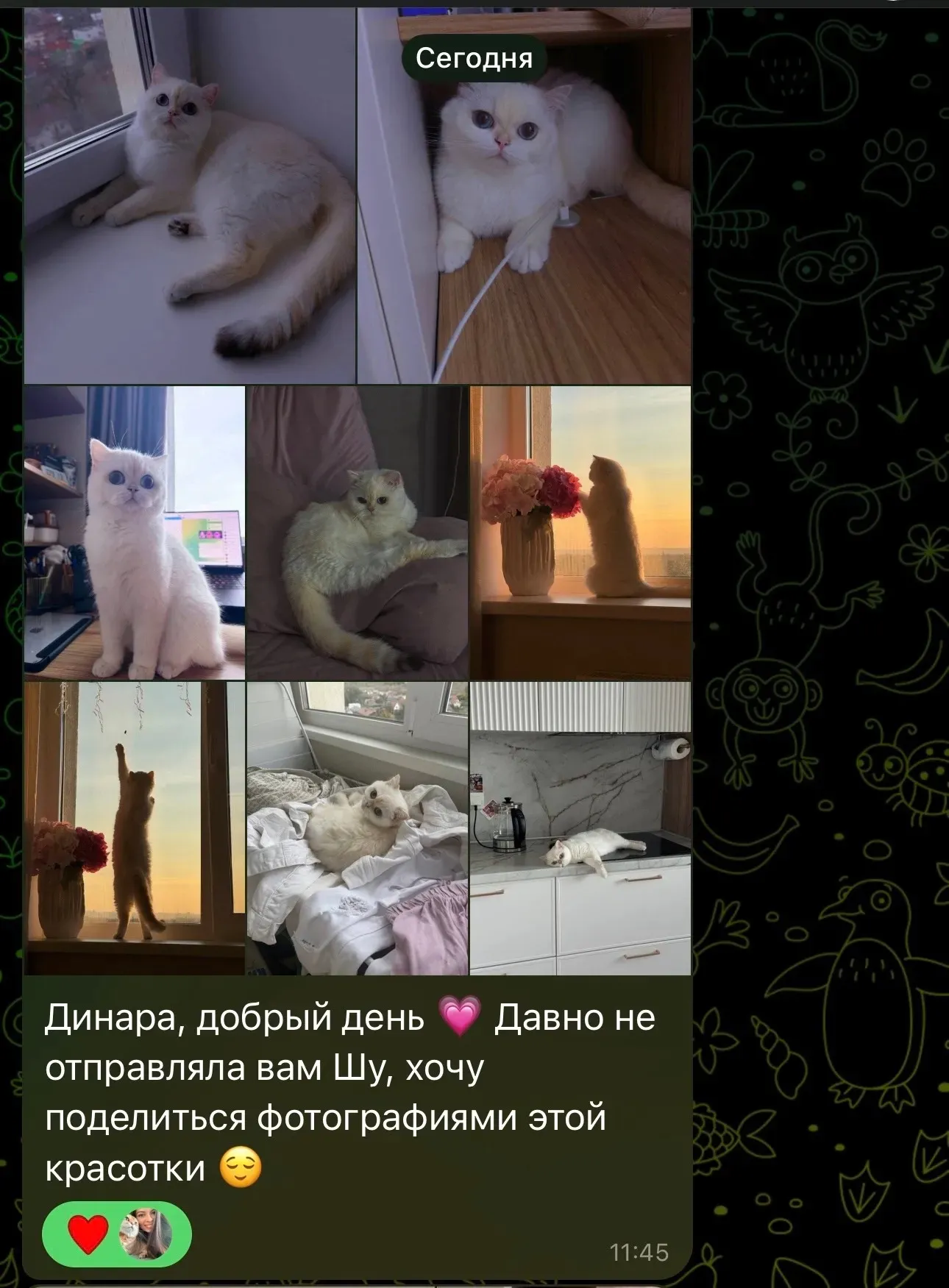 Отзыв и фото белой британской кошки Шу | Питомник Екатеринбург