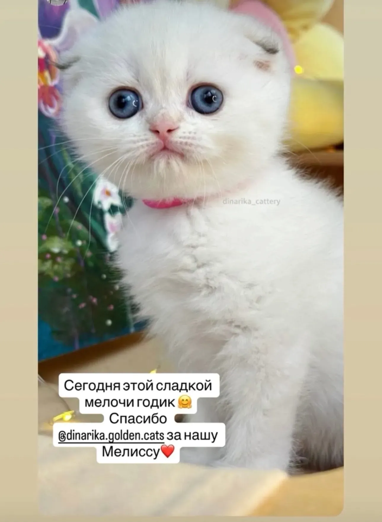 Отзыв о белой британской кошке Мелиссе в годовасие | Питомник Екатеринбург