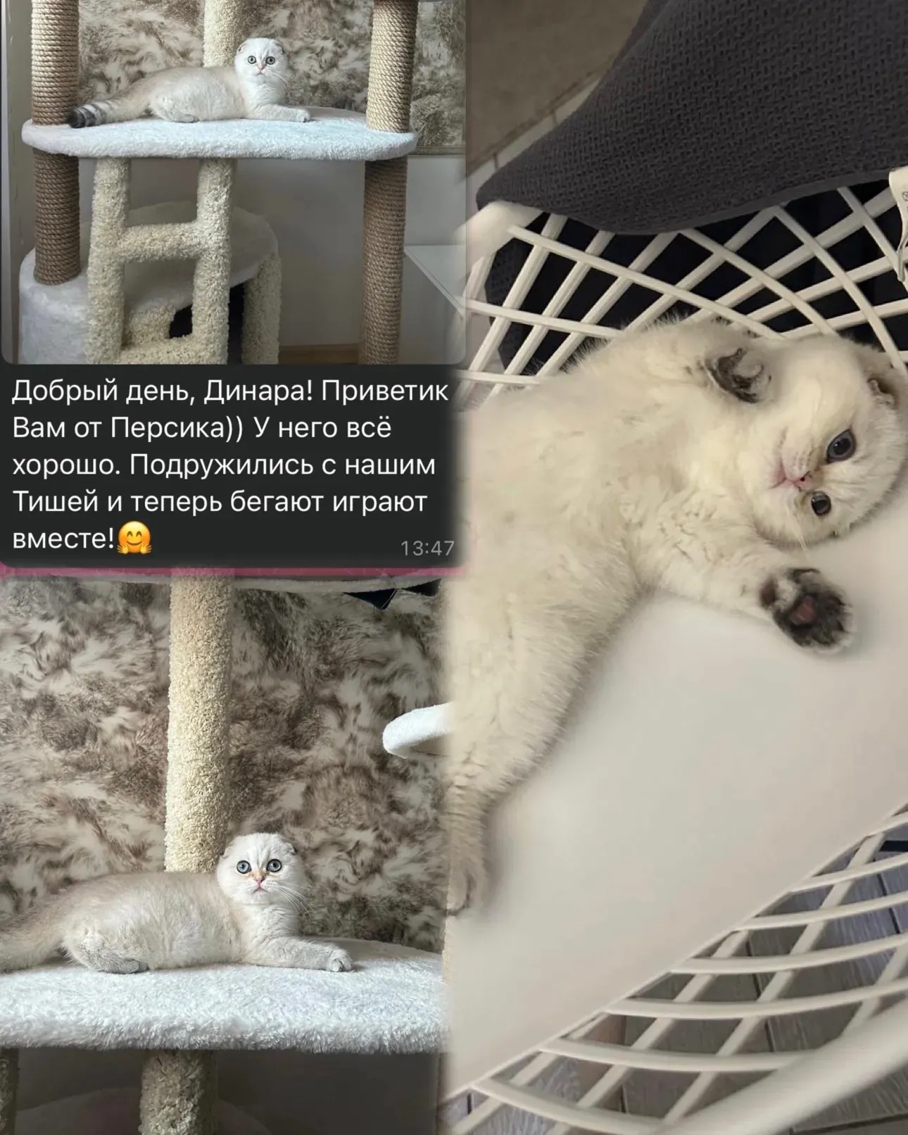Отзыв о белом британце Персике и дружбе с котом Тимой | Питомник Екатеринбург