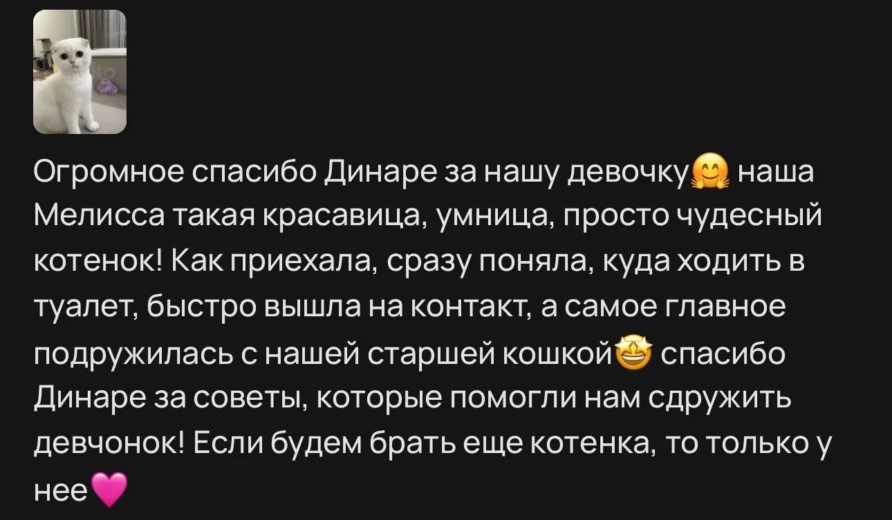 Отзыв о белой британской кошечке Мелиссе | Питомник Екатеринбург