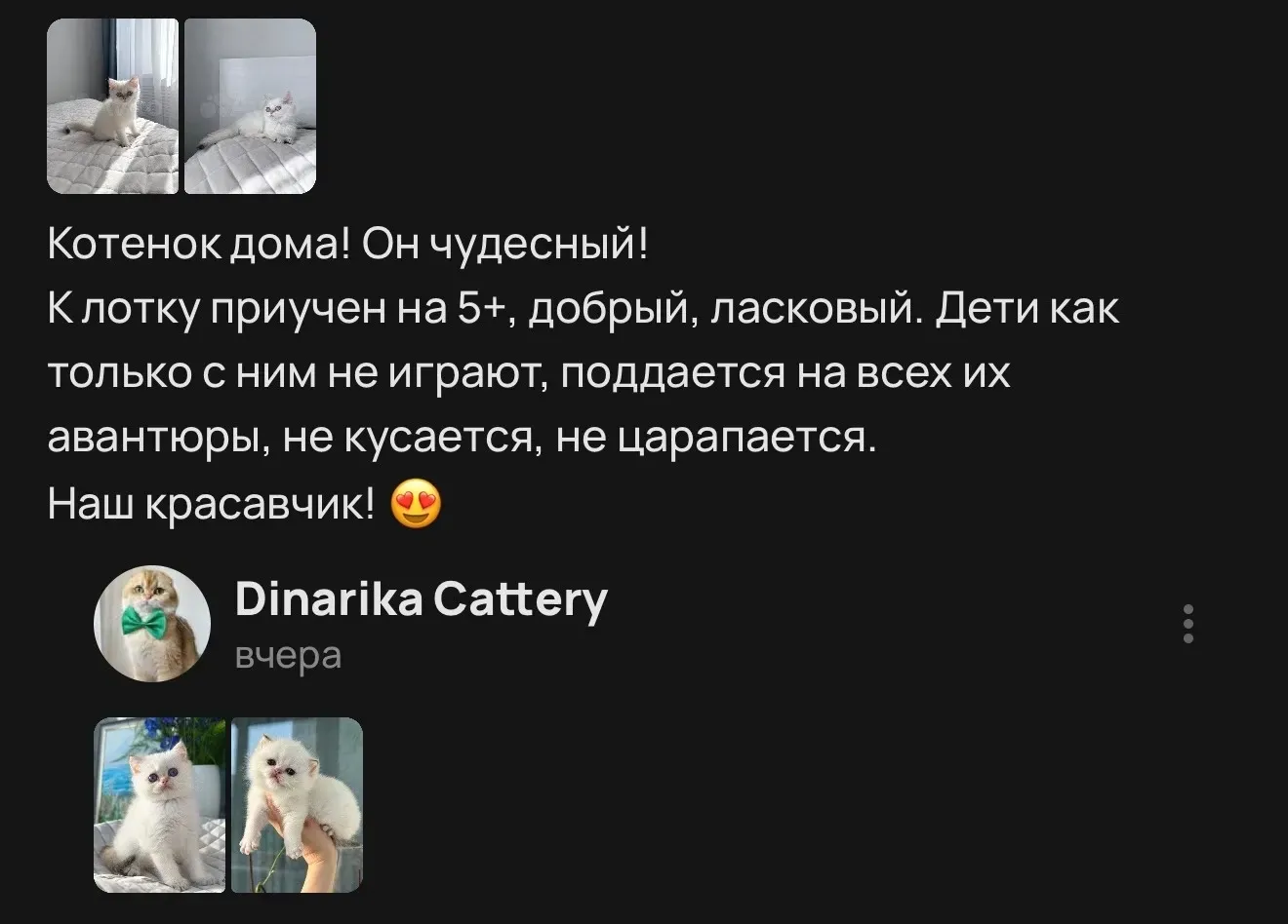Отзыв о добром и ласковом белом котенке | Питомник Екатеринбург