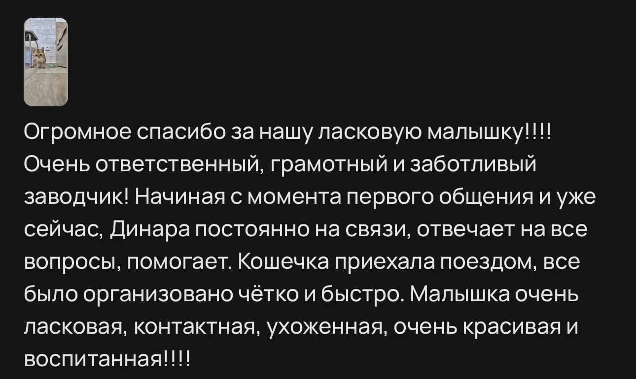 Отзыв о доставке и ласковой британской кошечке | Питомник Екатеринбург