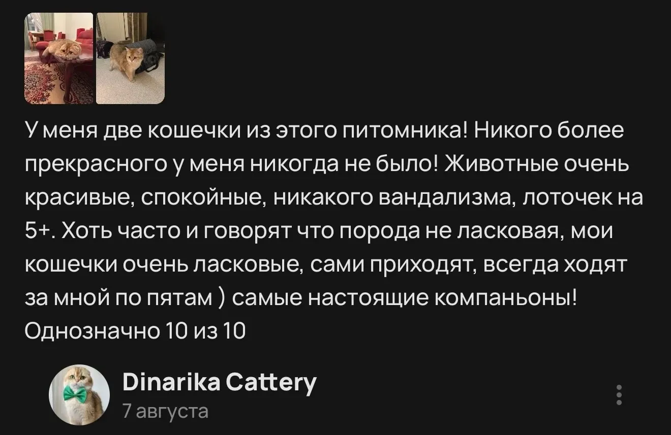 Отзыв о двух ласковых кошечках из питомника | Питомник Екатеринбург