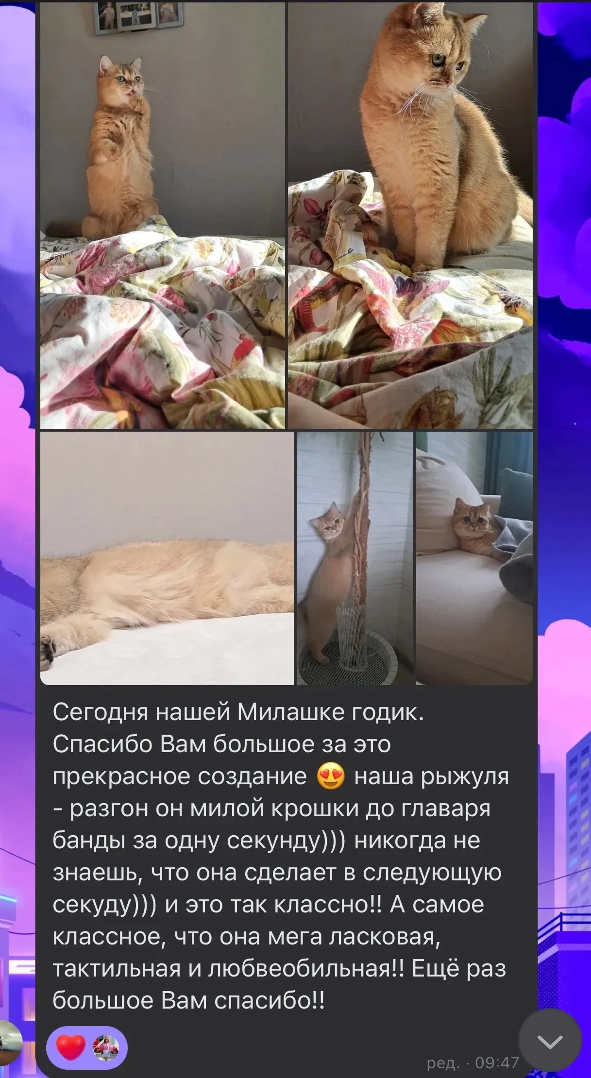 Отзыв о годовщине кошечки Милашки | Питомник Екатеринбург