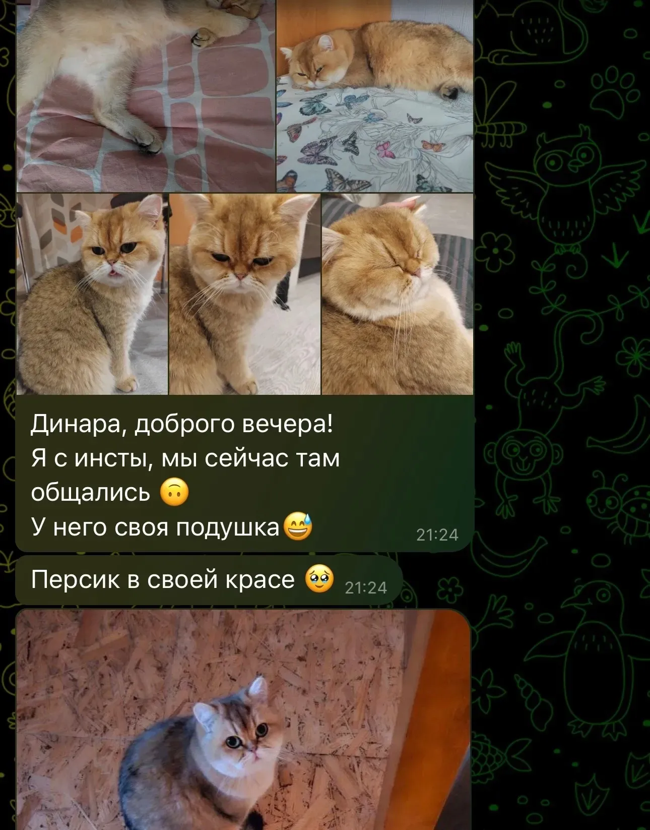 Отзыв о золотистом британце Персике в отпуске | Питомник Екатеринбург
