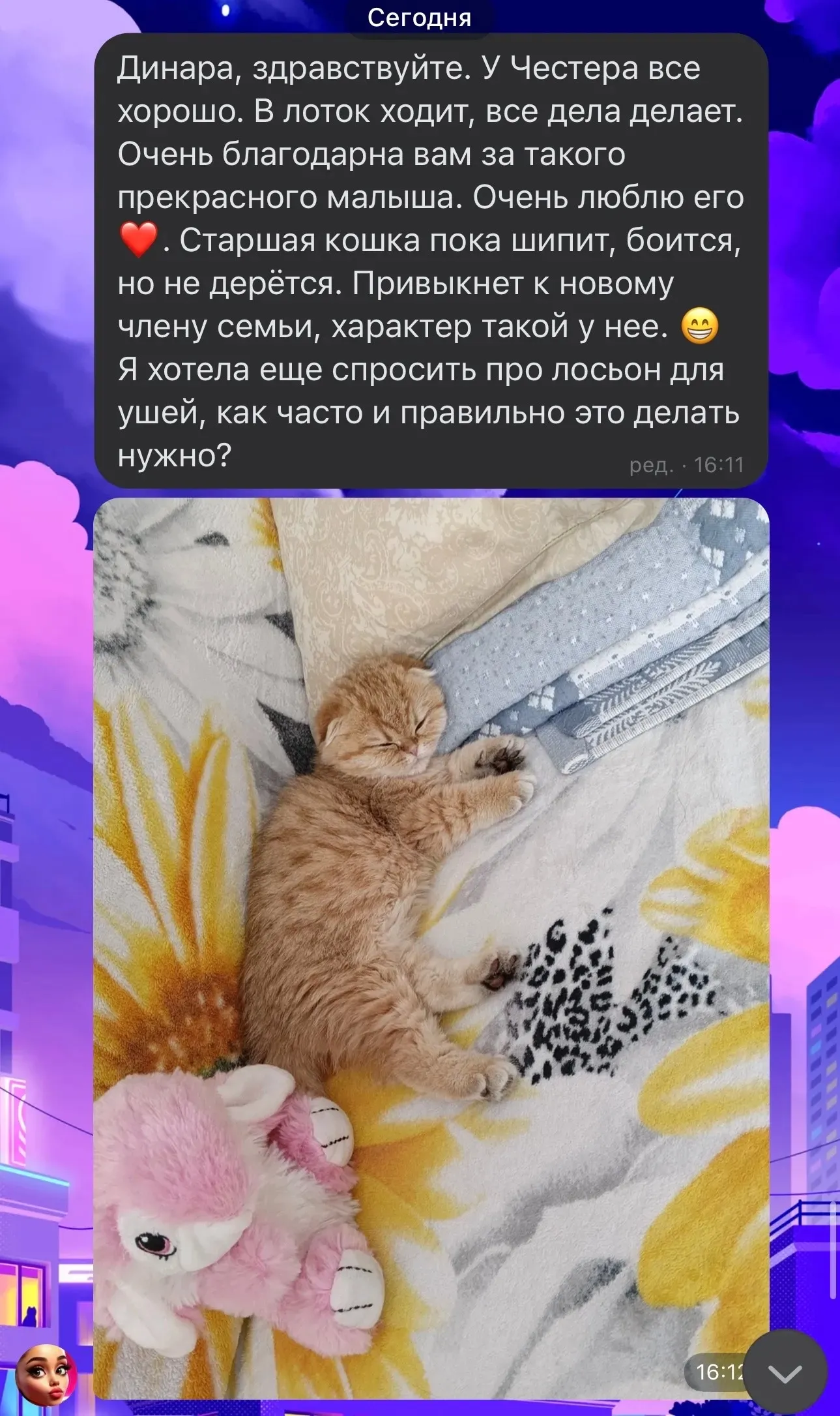 Отзыв о котенке Честере и адаптации в семье | Питомник Екатеринбург