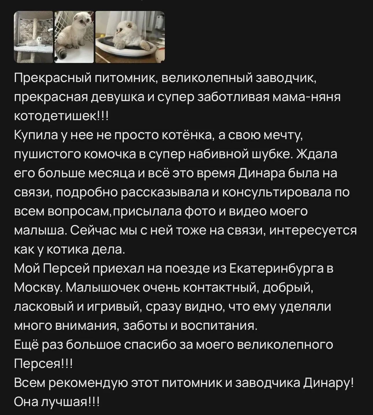 Отзыв о котенке Персее с доставкой из Екатеринбурга в Москву | Питомник Екатеринбург