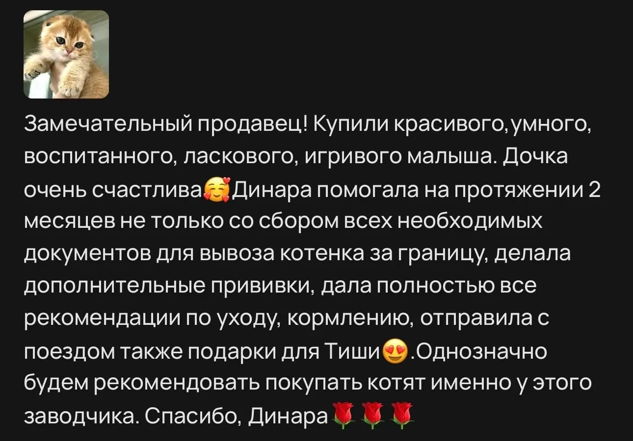 Отзыв о котенке Тише с вывозом за границу | Питомник Екатеринбург