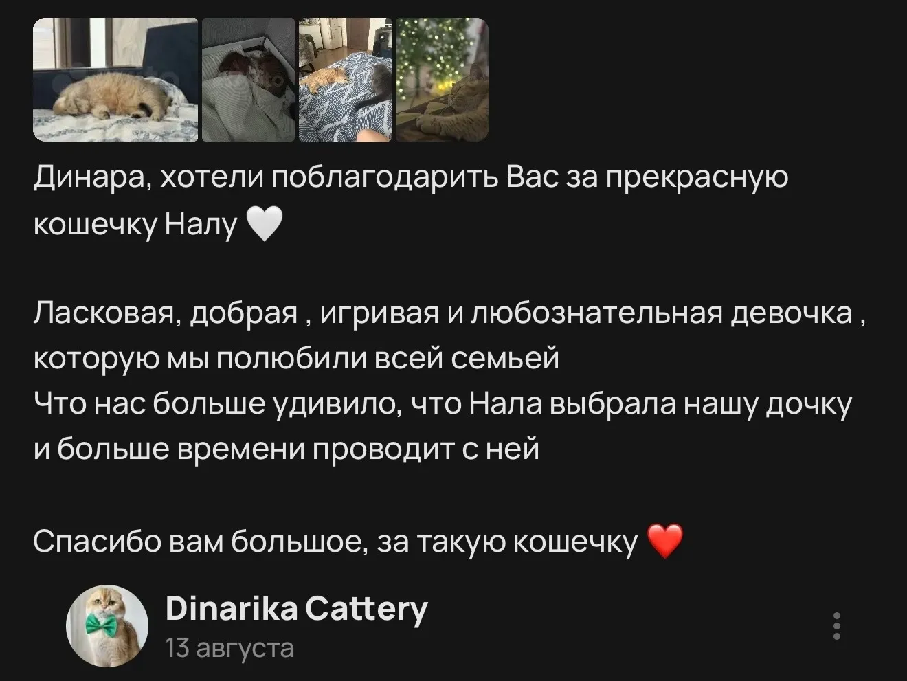 Отзыв о ласковой кошечке Нале, которая подружилась с дочкой | Питомник Екатеринбург