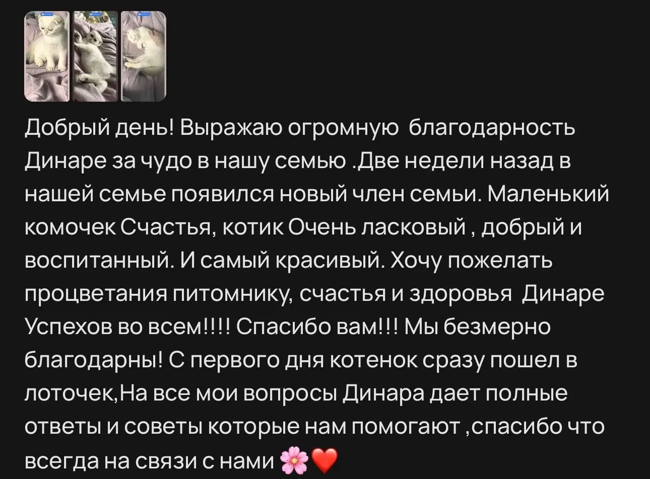 Отзыв о ласковом белом британском котенке | Питомник Екатеринбург