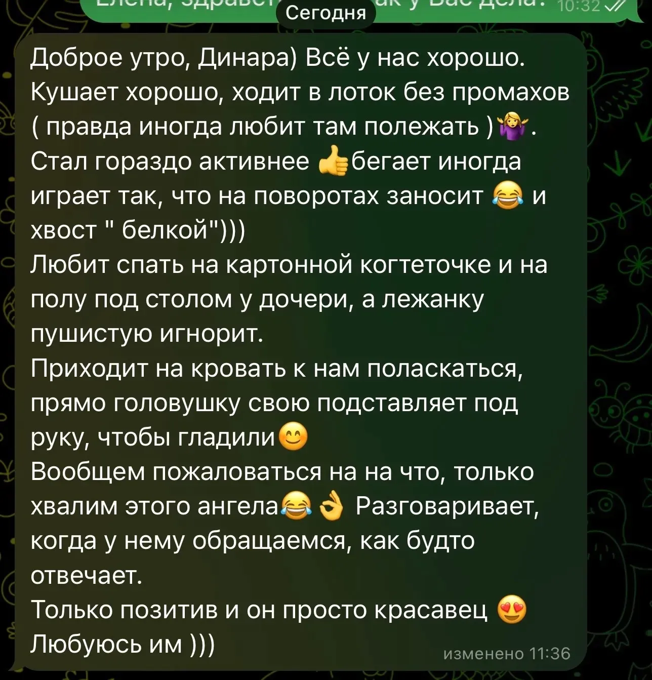 Отзыв о ласковом и активном британском котике | Питомник Екатеринбург