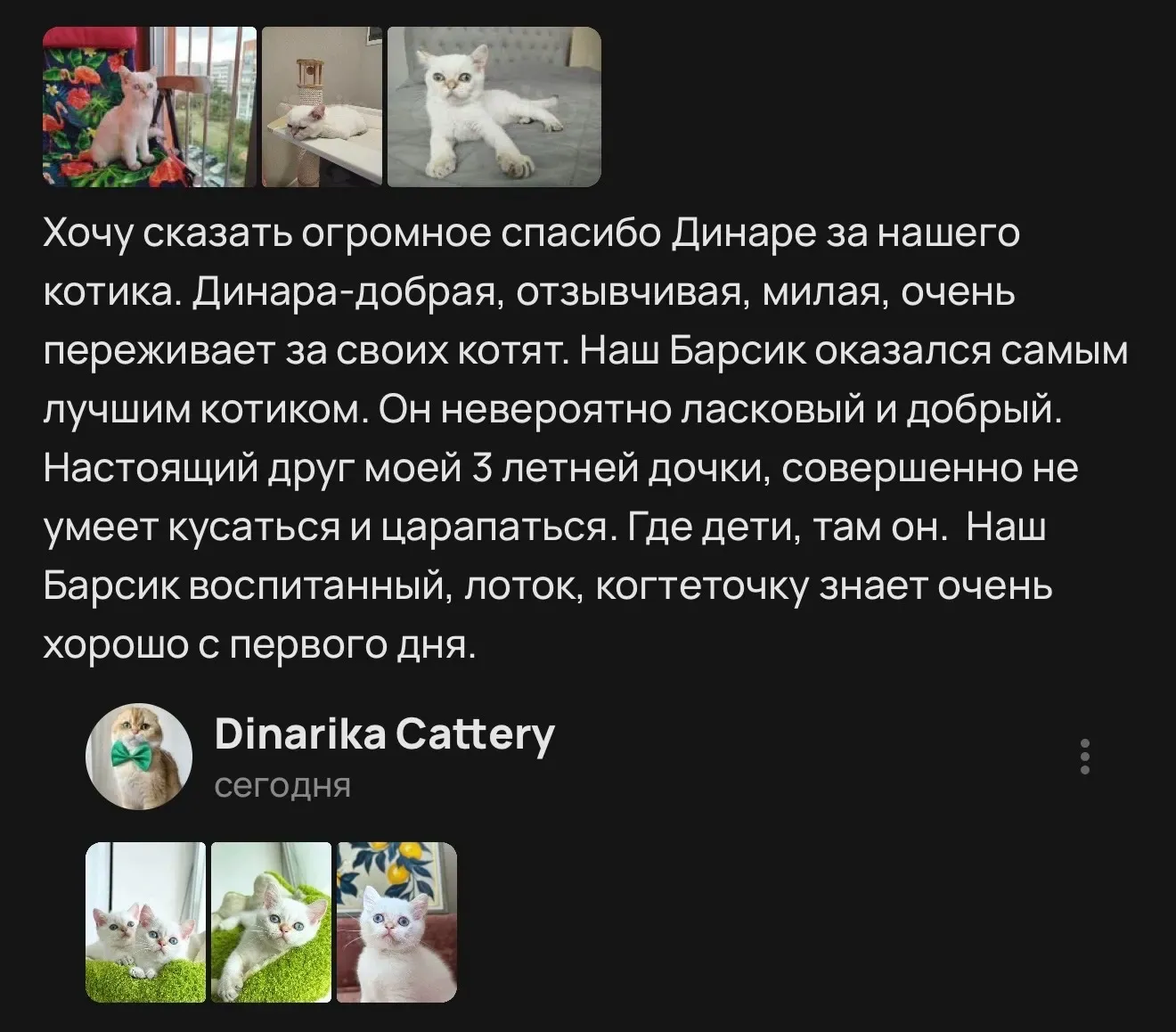 Отзыв о ласковом котенке Барсике и заводчике Динаре | Питомник Екатеринбург