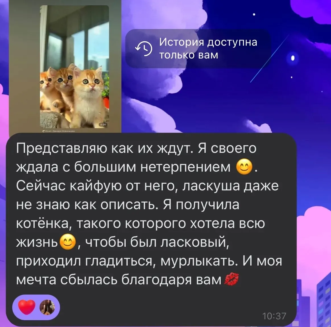 Отзыв о ласковом котенке, о котором мечтали | Питомник Екатеринбург
