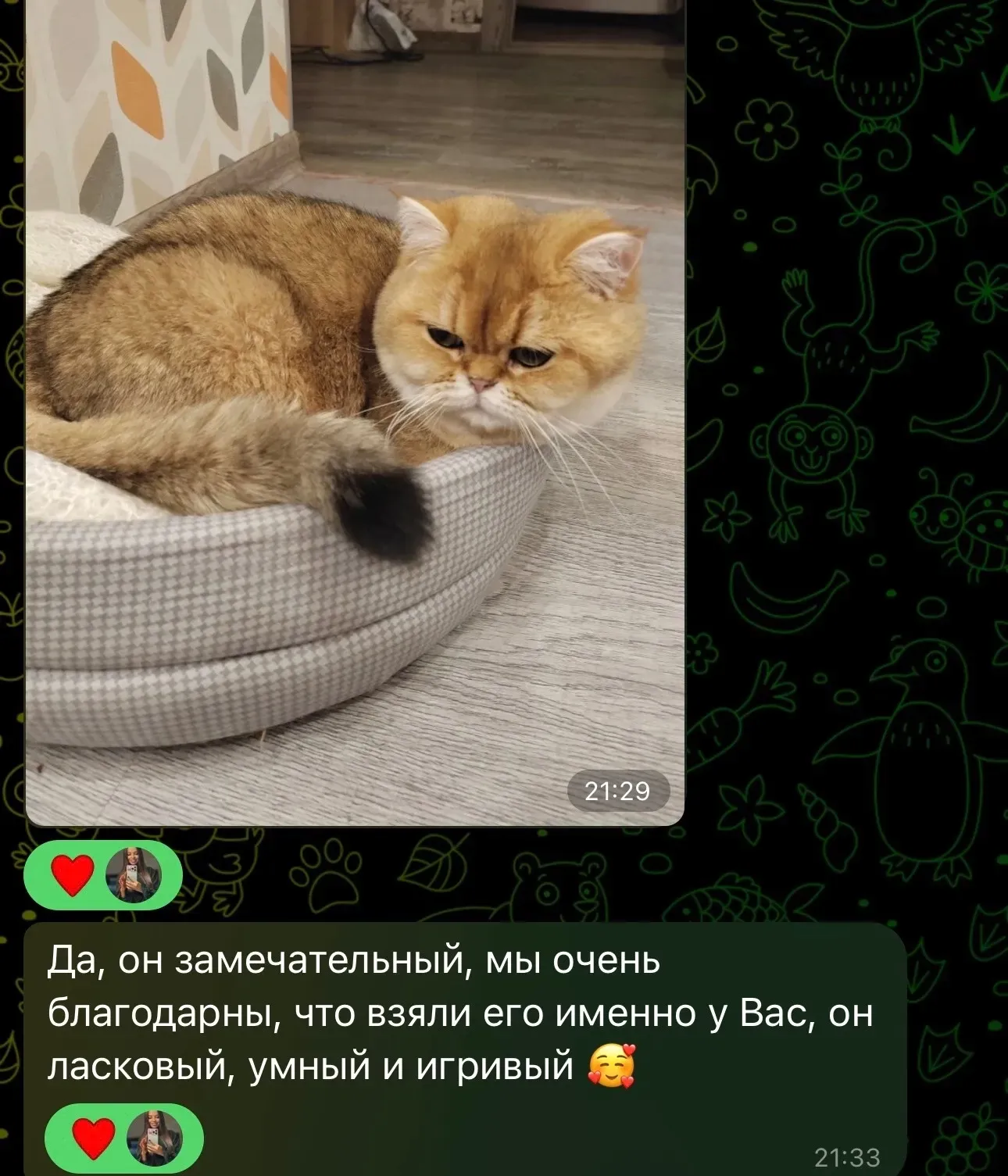 Отзыв о ласковом золотистом британском коте | Питомник Екатеринбург