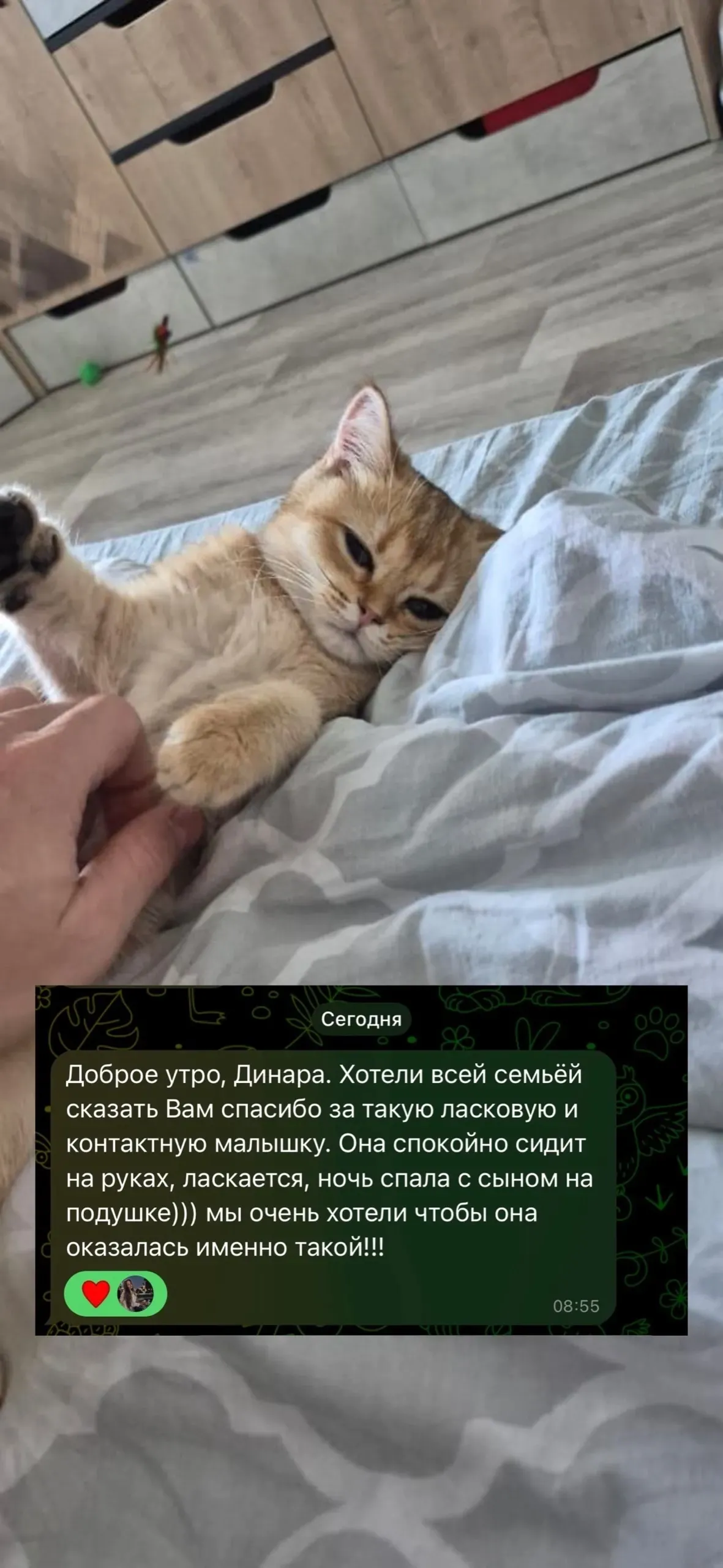 Отзыв о ласковой золотистой британской кошечке | Питомник Екатеринбург