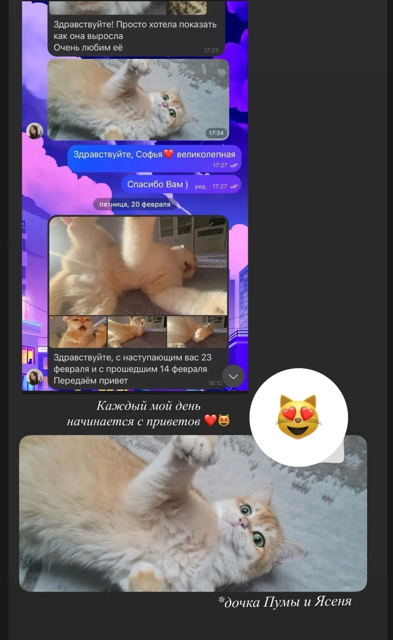 Отзыв о подросшей кошечке Софии | Питомник Екатеринбург