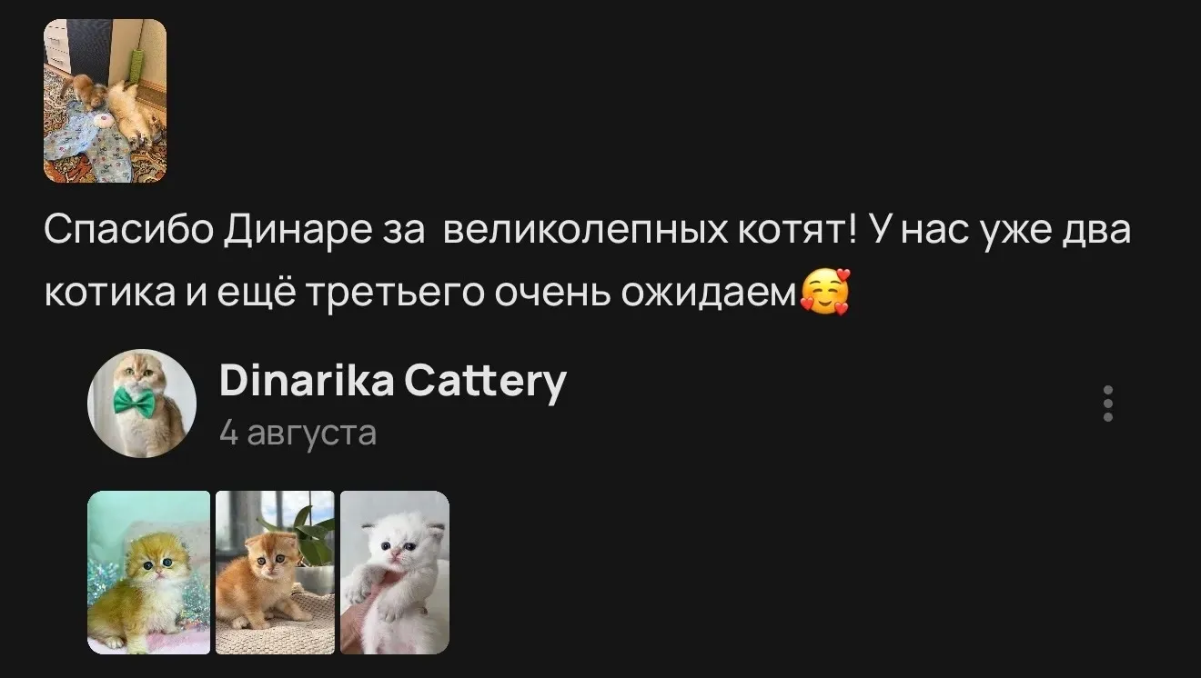 Отзыв о покупке двух котят и ожидании третьего | Питомник Екатеринбург