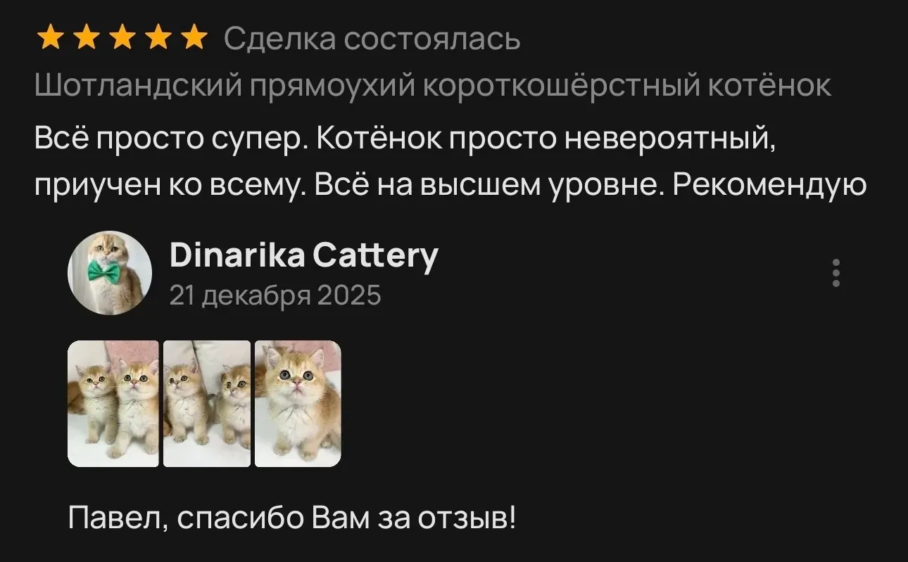 Отзыв о шотландском котенке с 5 звездами | Питомник Екатеринбург