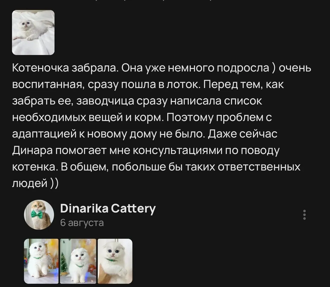 Отзыв о воспитанной кошечке и адаптации в новом доме | Питомник Екатеринбург