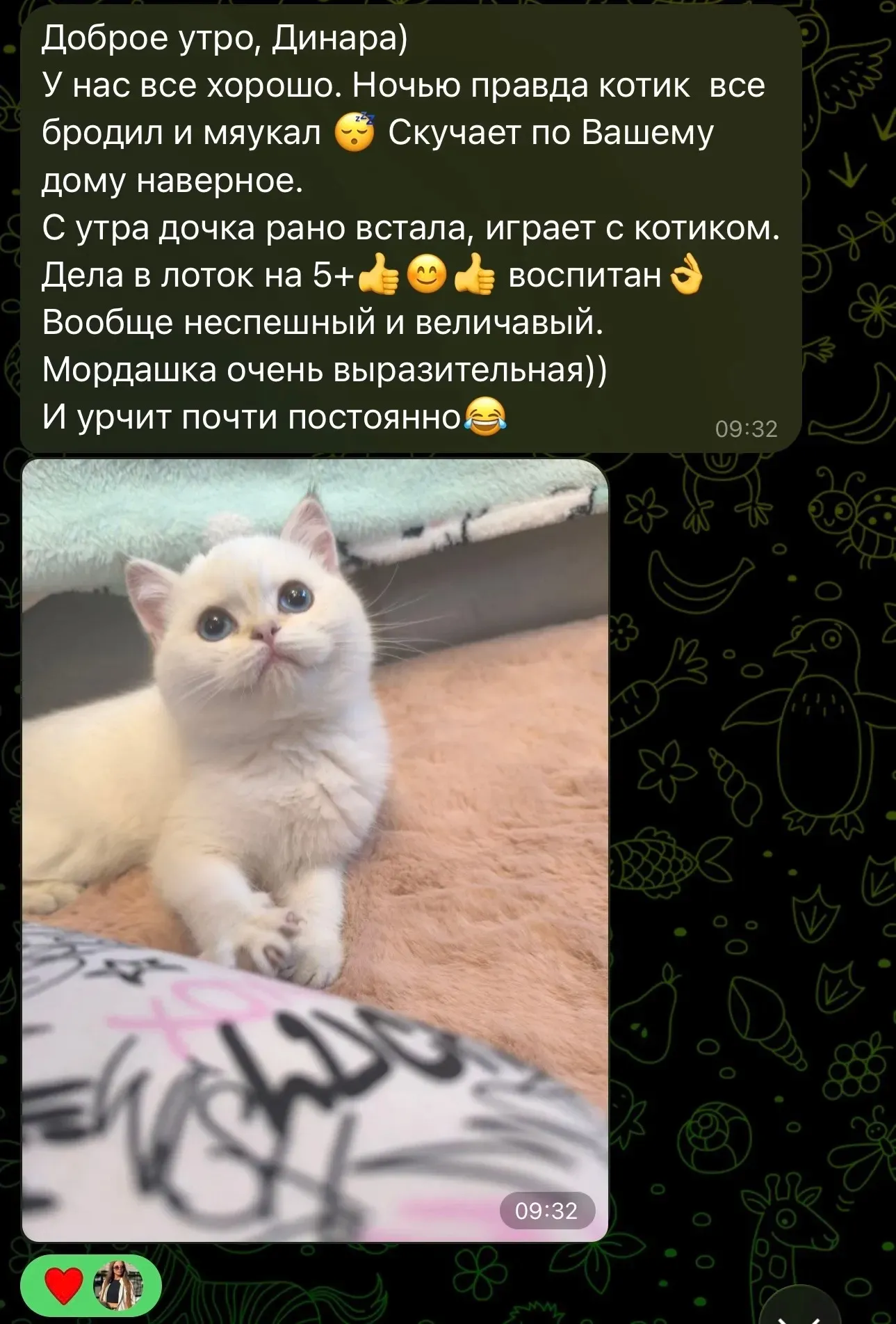 Отзыв о воспитанном белом британском котике | Питомник Екатеринбург