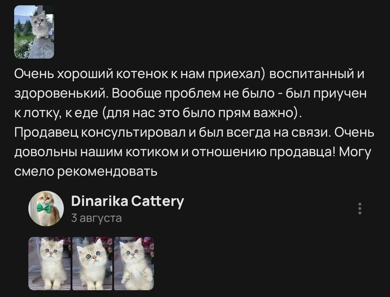 Отзыв о воспитанном и здоровом котенке с приучением к еде | Питомник Екатеринбург