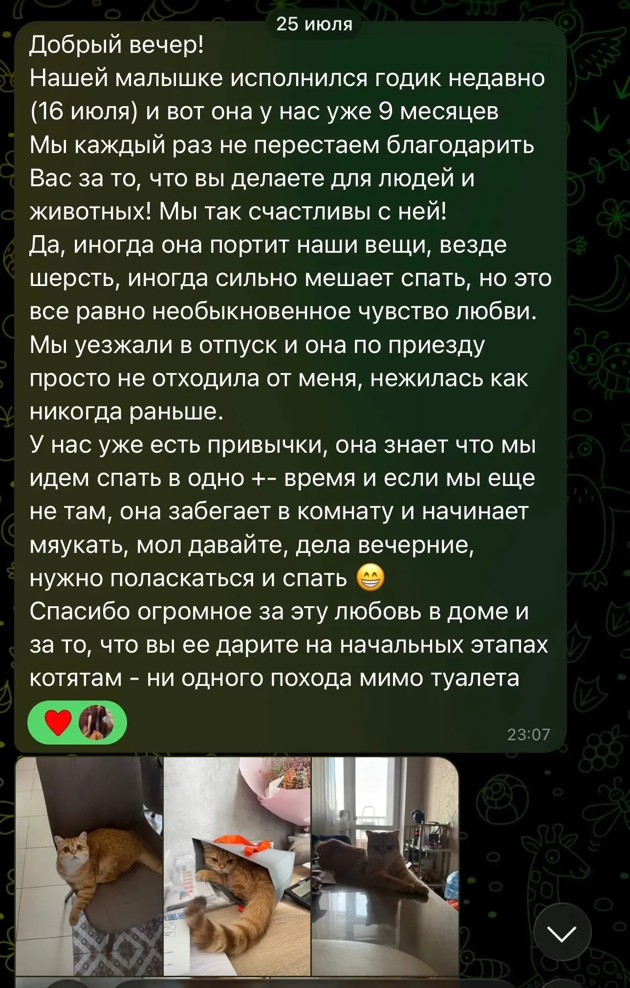 Отзыв о взрослой британской кошке спустя год | Питомник Екатеринбург