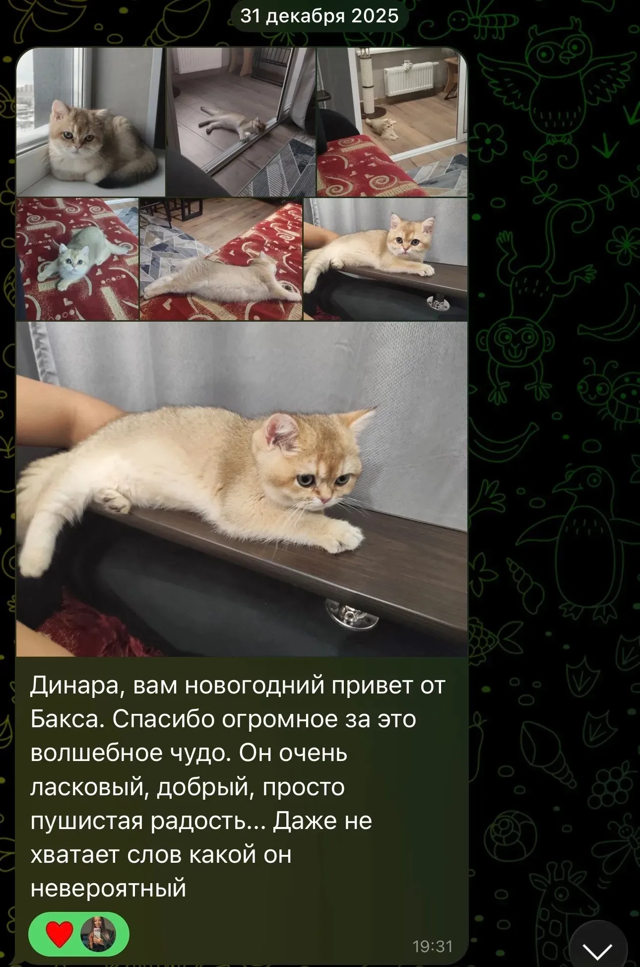 Отзыв о золотистом британце Баксе | Питомник Екатеринбург