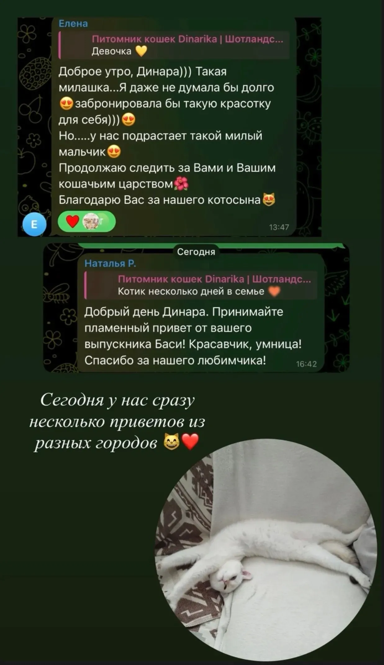 Отзывы о котятах Басе и Милашке из разных городов | Питомник Екатеринбург