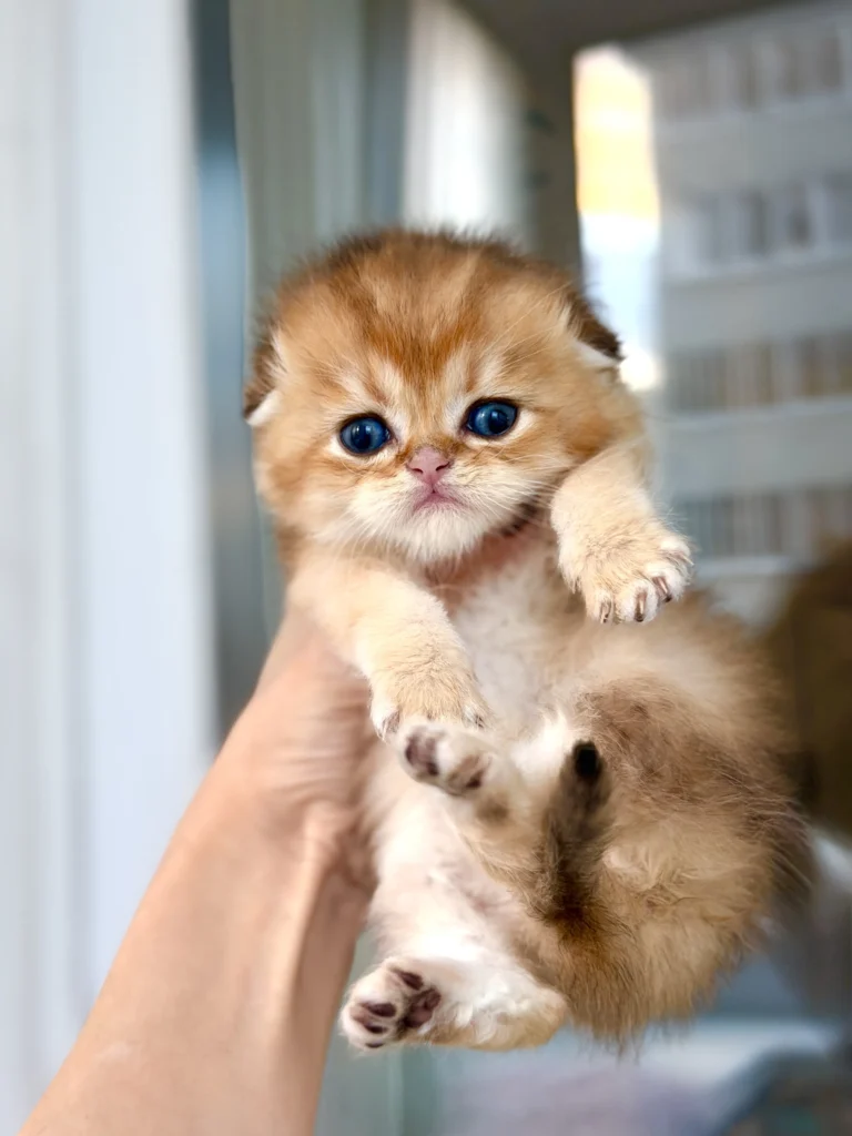 Мальчик скоттиш-фолд Золотая шиншилла