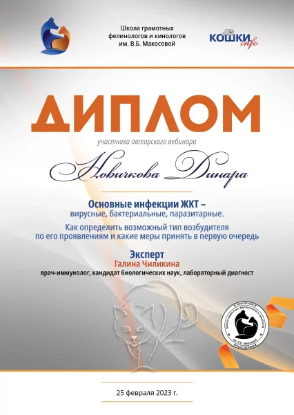 Диплом о прохождении вебинара по инфекциям ЖКТ у кошек на имя Новиковой Динары. Питомник Екатеринбург.