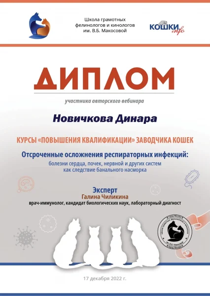 Диплом о прохождении курсов повышения квалификации заводчика кошек по респираторным инфекциям на имя Новиковой Динары. Питомник Екатеринбург.